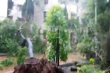 Cyclone Tauktae: मुंबई हवामान केंद्रालाही चक्रीवादळाचा फटका; झाडांची पडझड