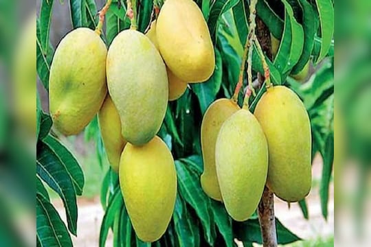 55 पेक्षा कमी रँक मिळालेल्या पदार्थात साखरेचं प्रमाण कमी असल्याचं मानलं जातं. आंब्याला 51 GI रँक आहे. म्हणजेच डायबिटीस रुग्ण आंबा खाऊ शकतात.