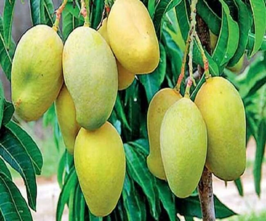 तोतापूरी आंबा-या आंब्याचा आकार पोपटाच्या चोची प्रमाणे असतो. त्यामुळे याला तोतापूरी हे नाव पडलं आहे. दक्षिण भारतीतल कर्नाटक, आंध्र प्रदेश आणि तेलंगाणात याचं उत्पादन होतं.