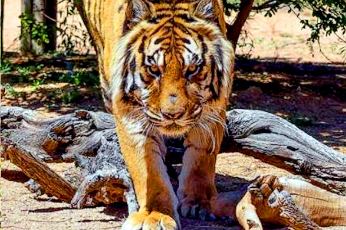 पोटासाठी जीवाची जोखीम, तेंदूपत्ता तोडण्यासाठी गेलेल्या 2 महिलांचा वाघाच्या हल्ल्यात मृत्यू