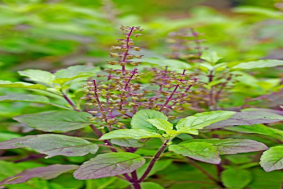 तुळस – तुळशीचं रोप फार मोठं होत नाही. पण, पर्यावरणात मोठ्या प्रमाणात ऑक्सिजन मात्र पुरवतं. तुळस 2 ते 3 फूट एवढीचं वाढते मात्र, रात्री देखील ऑक्सिजन देत असल्याने तिचं महत्व वाढतं. 