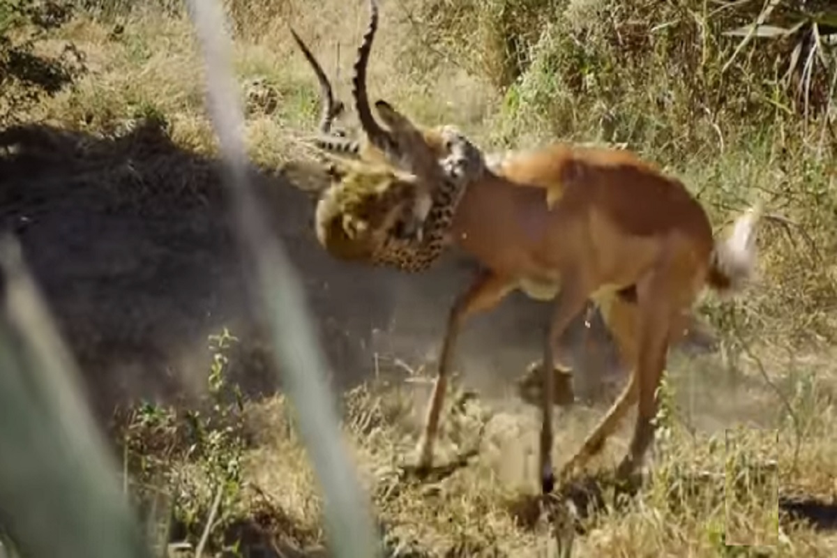 शिकारीच्या शोधात झाडावर चढला बिबट्या, कळपाने आलेली हरणं पाहिली आणि...पाहा VIDEO