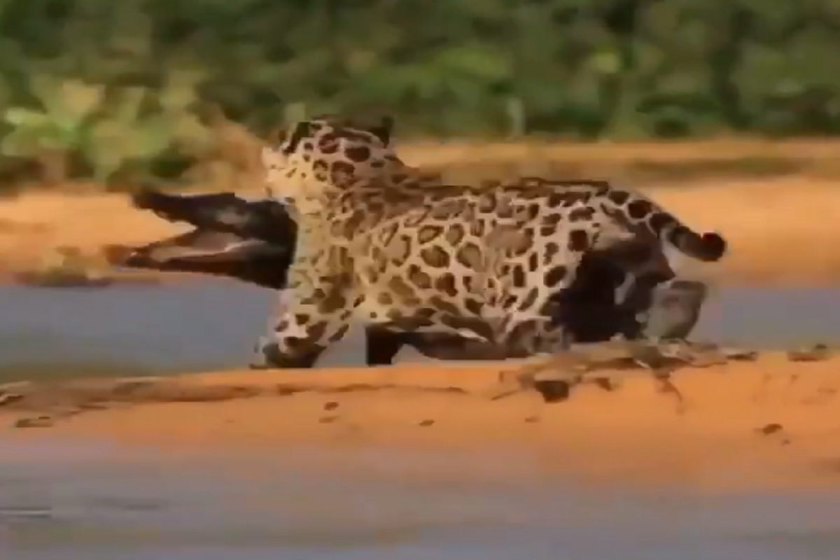 एका झडपेत किनाऱ्याजवळ झोपलेल्या मगरीवर बिबट्याचा हल्ला; पुढे काय झालं, पाहा VIDEO
