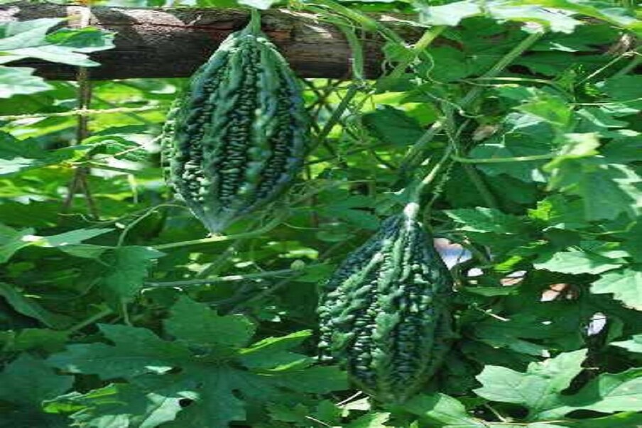 कडू कारलं (Bitter Gourd) आवडत नाहीत असे बरेच जण आपल्या आजूबाजूला असतात. कारल्याची कडू चव त्यांना आवडत नसते. ज्यांना काडू कारलं अवडत नाही त्यांना याची कल्पनाही नसते की, त्यात किती मोठ्या प्रमाणात पोषक घटक असतात.