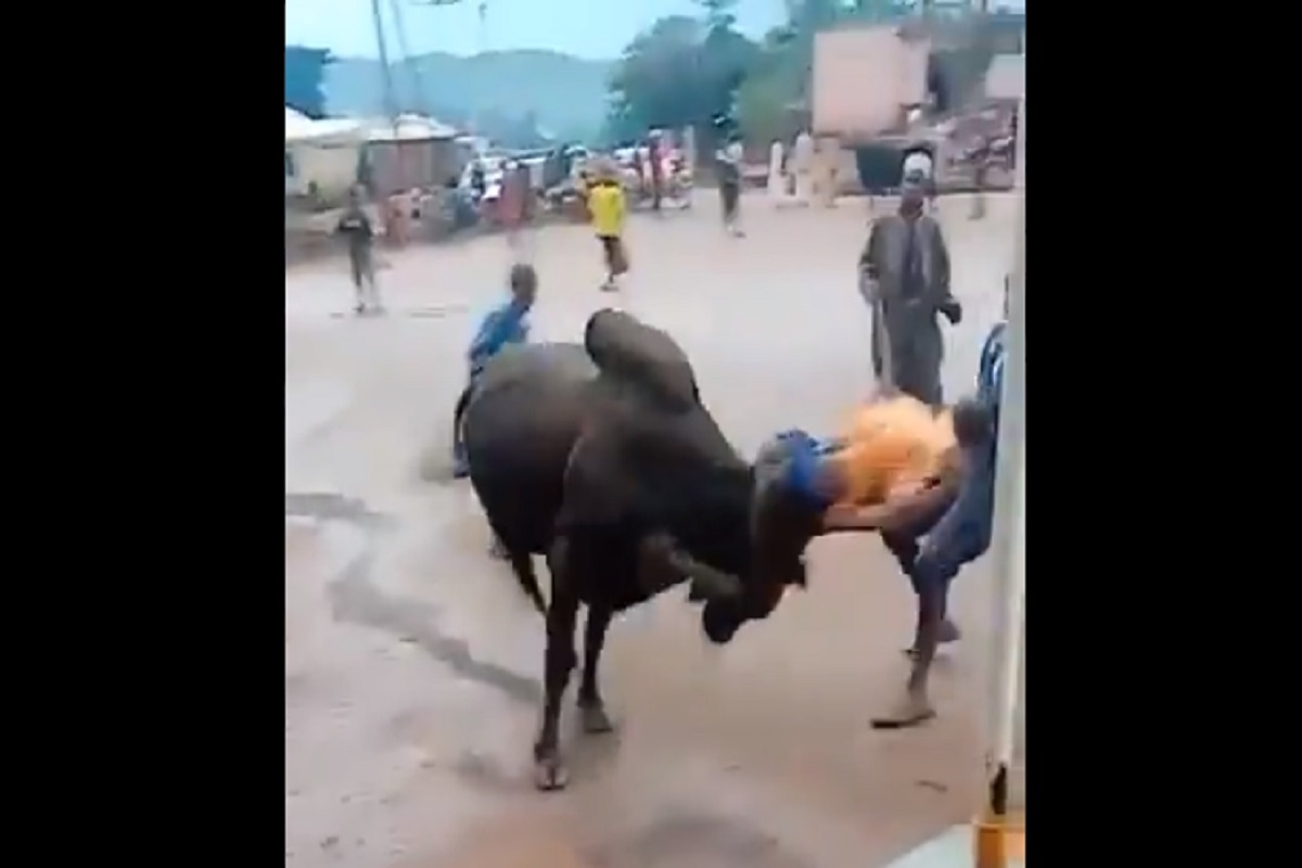 खतरनाक! पिसाळलेल्या रेड्यावरच रायडिंग करायला गेला आणि...; धडकी भरवणारा VIDEO