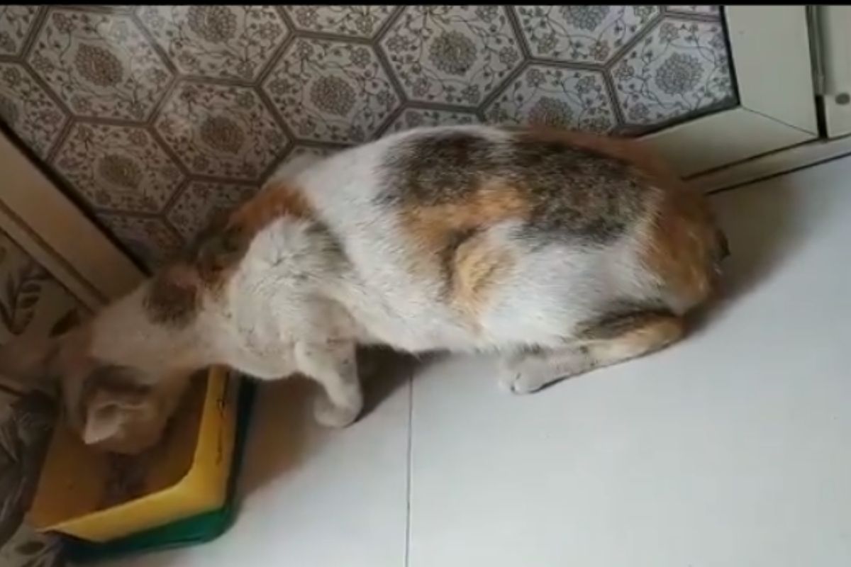 मुक्या प्राण्यांना त्रास देण्यात कसलं सुख! विकृतानं धारदार शस्त्रानं कापली मांजरीची शेपटी, गुन्हा दाखल