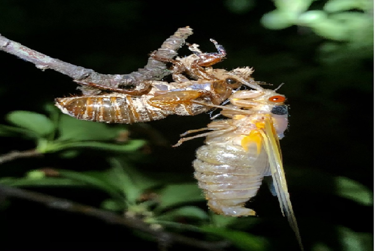 Fungus मुळे लैंगिकदृष्ट्या उतावळा होतो हा जीव; सलग 4 ते 6 आठवडे संबंधांनंतर होतो मृत्यू