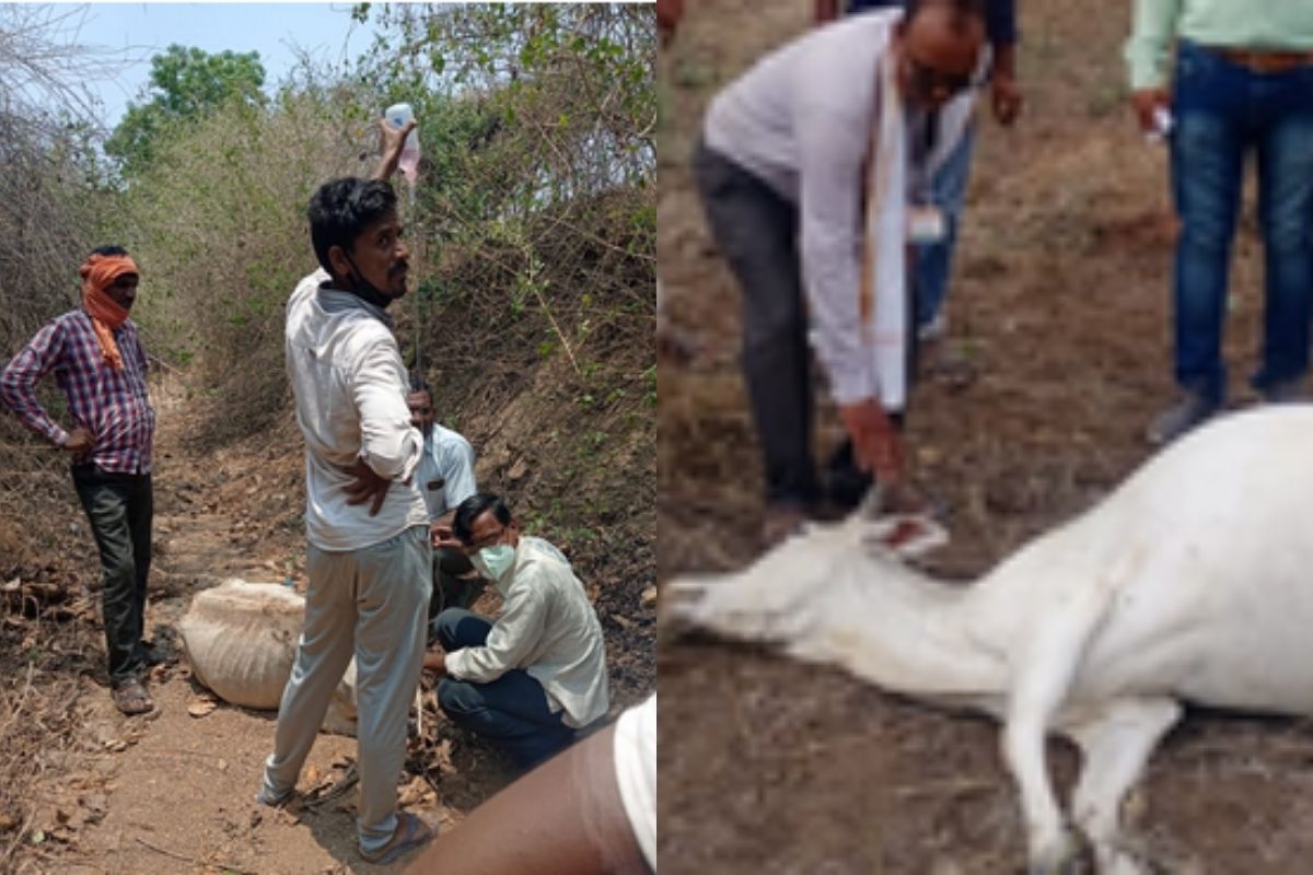 शेतकऱ्यांच्या सहनशक्तीचा अंत; गावातील 10 गायींचा मृत्यू, तर 30 हून अधिक बेपत्ता