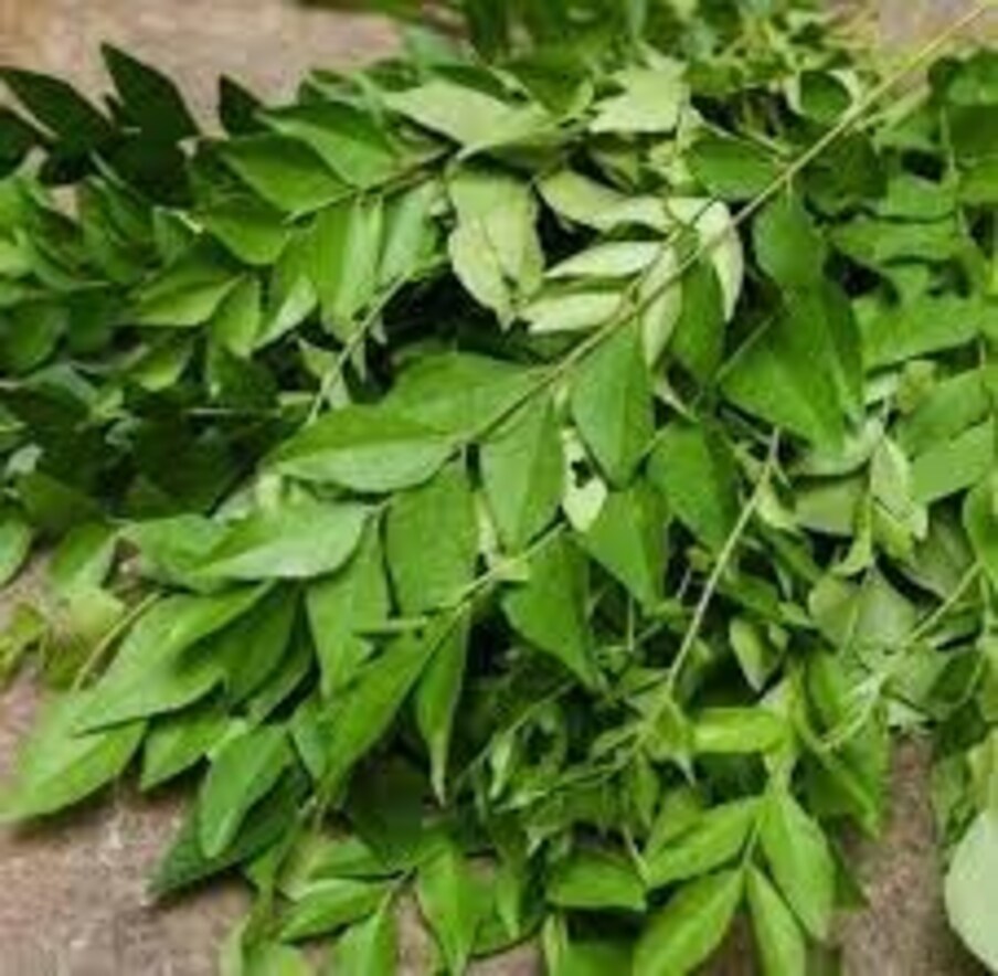 कडीपत्त्याला मुराया कोएनिजी (Murraya Koenigii) म्हटलं जातं. जे रुतासी फॅमिलीचा (Rutaceae) भाग आहे. आयुर्वेदात त्याच्या औषधी गुणधर्मांविषयी सांगण्यात आलं आहे. भारतात जेवणाची चव वाढवण्यासाठी याचा वापर केला जातो.