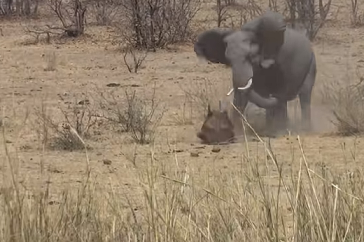 शांत वाटणाऱ्या हत्तीचा भयंकर राग; गपचूप बसलेल्या म्हशीवर केला हल्ला, VIDEO मध्ये पाहा नेमकं काय झालं