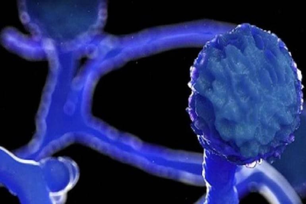 Mucormycosis हा Black Fungus मुळे नव्हे; तज्ज्ञांनी सांगितलं आजारामागील नेमकं कारण