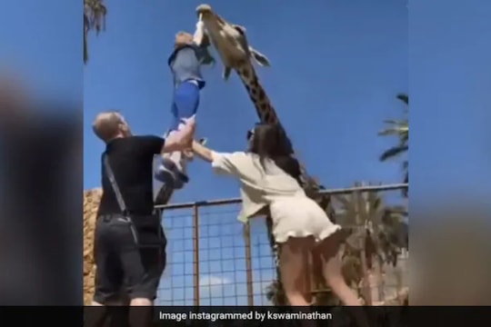 जिराफला पानं खाऊ घालत होता मुलगा, अचानक हवेतच उडाला; पाहा Shocking Video