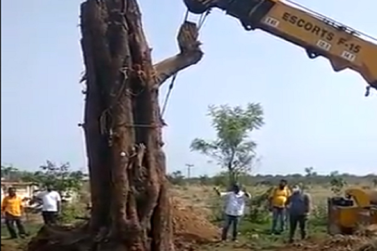 VIDEO: कोल्हापुरात 75 वर्षांच्या महाकाय वृक्षाला जीवदान; 12 टन वजनाचे खोड पुरले