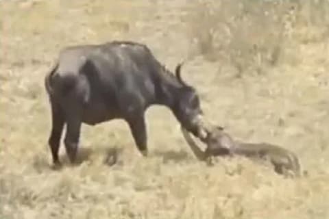 एक म्हैस आपल्या धारदार शिंगांनी सिंहाला पळवण्याचा प्रयत्न करते. ती आपल्या साथीदारांना तर वाचवते, पण पुढे असं काही होतं, की....म्हैस आणि सिंहामध्ये जुंपलेला थरार व्हिडीओमध्ये कैद झाला आहे.