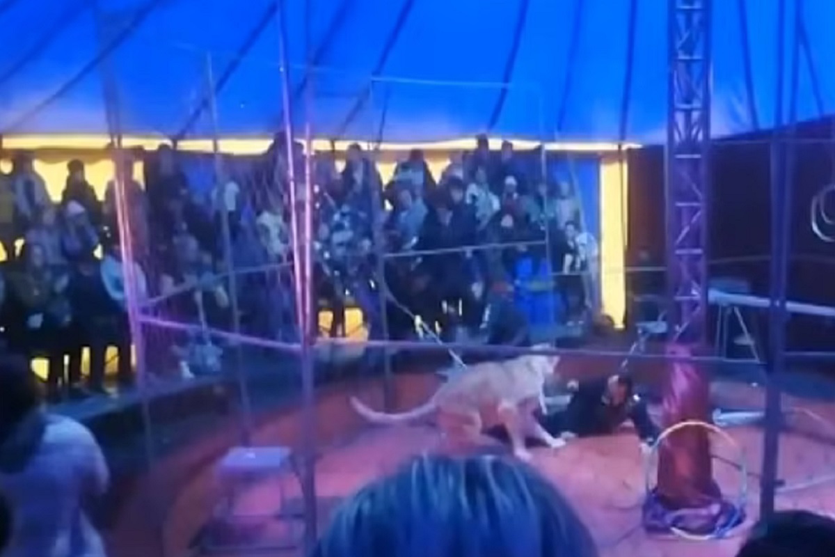 Circus चा खेळ पडला उलटा! 2 सिंहांनी ट्रेनरचेच पाय धरले आणि...; खतरनाक VIDEO