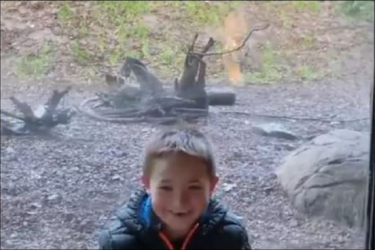 मुलाला पाहताच वाघानं केला हल्ला, VIDEO मध्ये पाहा चिमुरड्याने कसा वाचवला जीव!