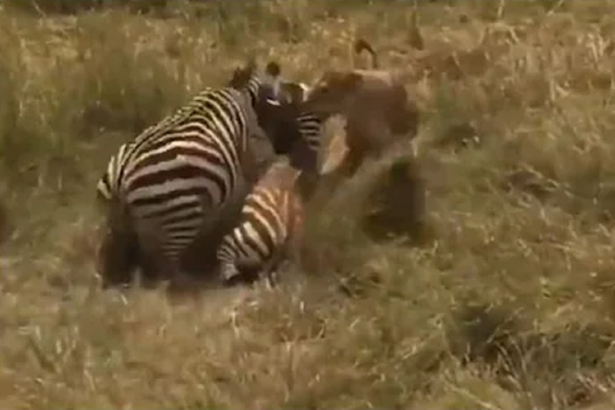 VIDEO: आपल्या पिल्लाला वाचवण्यासाठी सिंहाशीच भिडली आई; पाहा झेब्राच्या पिल्लाच्या सुटकेचा थरार