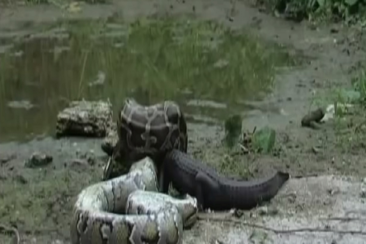 भल्यामोठ्या अजगराने अख्ख्या मगरीलाच गिळलं, VIDEO मध्ये पाहा पुढे काय झालं?