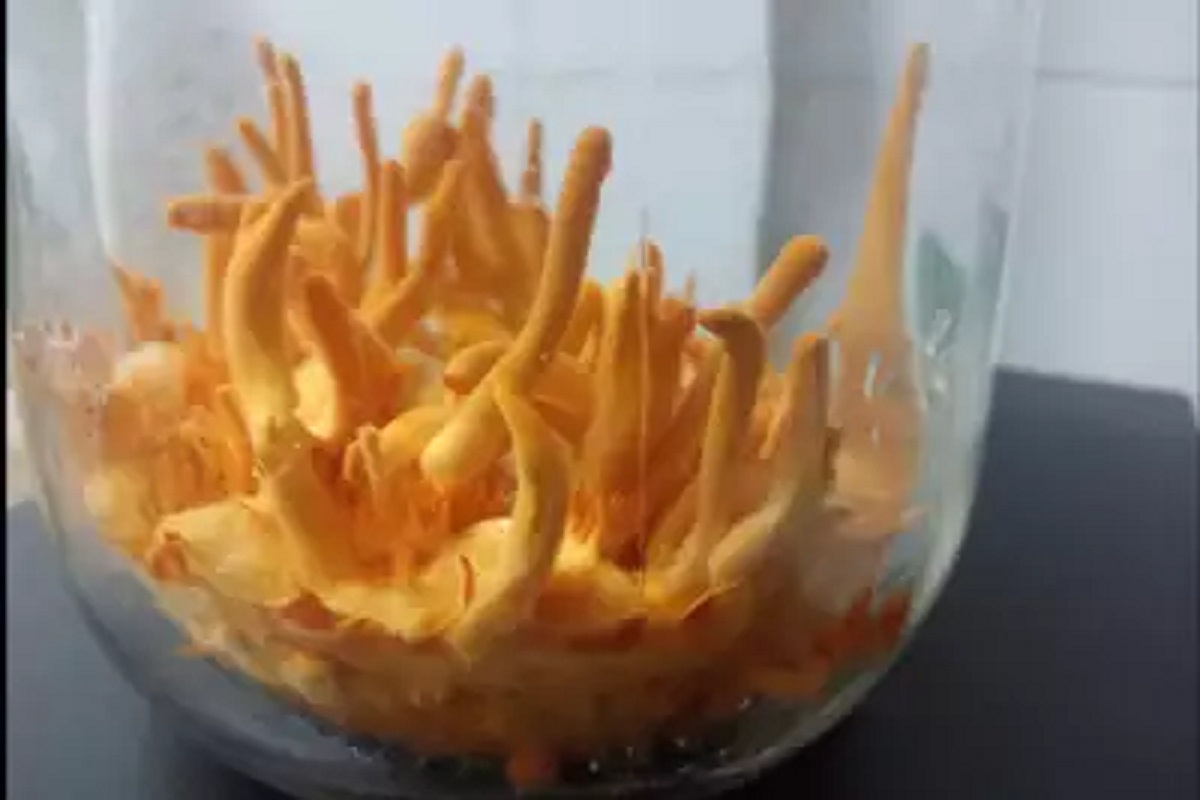 OMG! पाचशे, हजार नाही तर तब्बल दीड लाख रुपये एक किलो; सोन्यापेक्षाही महाग का आहे हे मशरूम?