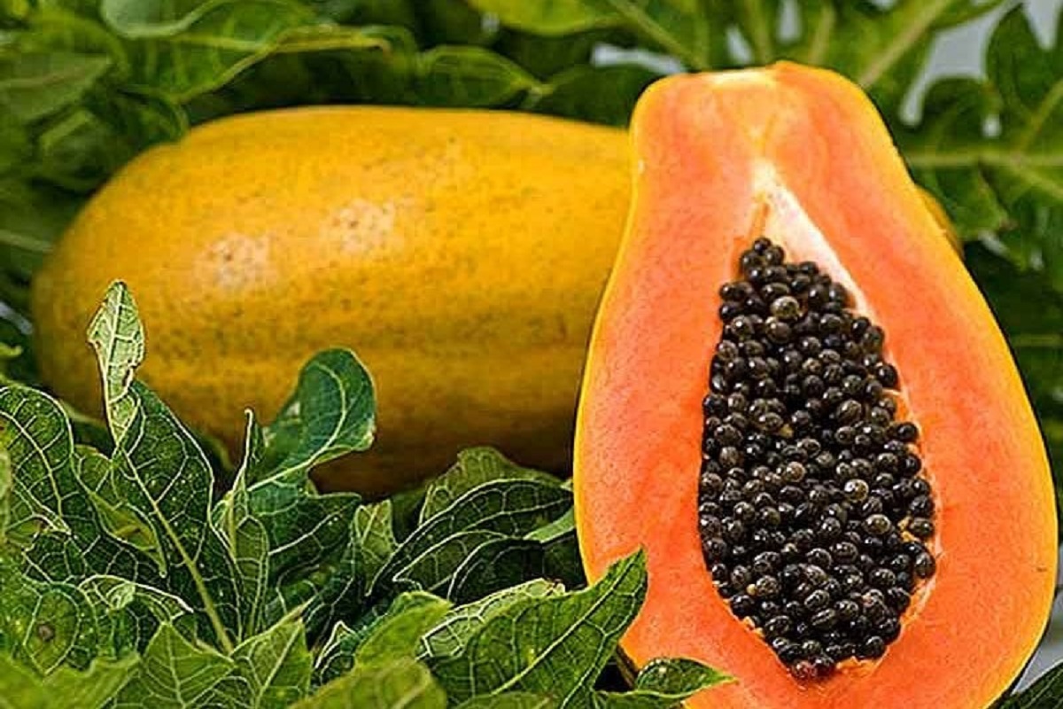 Dengue झाल्यास पपईच्या पानांचा रस ठरेल फायदेशीर; आरोग्यासाठी आहेत याचे जबरदस्त फायदे
