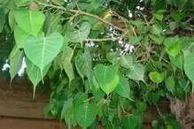 अजबच! ऑक्सिजनसाठी पिंपळाच्या झाडाखाली झोपले रुग्ण, प्रकृती स्थिर असल्याचा दावा अजबच! ऑक्सिजनसाठी पिंपळाच्या झाडाखाली झोपले रुग्ण, प्रकृती स्थिर असल्याचा दावा
