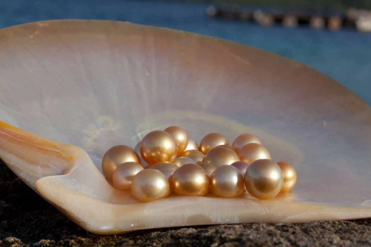 25 हजारात सुरू करा हा व्यवसाय, महिन्याला होईल 3 लाखांपर्यंत कमाई, सरकारही करेल मदत