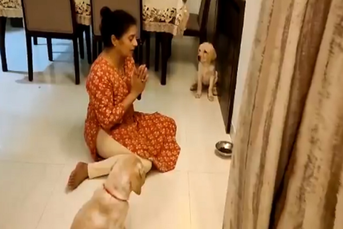 'वदनी कवळ घेता...' म्हटल्याशिवाय जेवणाला स्पर्शही करीत नाहीत; कुत्र्यांचा VIDEO पाहून वाटेल कमाल!