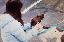 VIDEO:कुत्रा चोरीला गेल्याचं रिपोर्टिंग करतानाच दिसला तोच श्वान, अशी केली सुटका