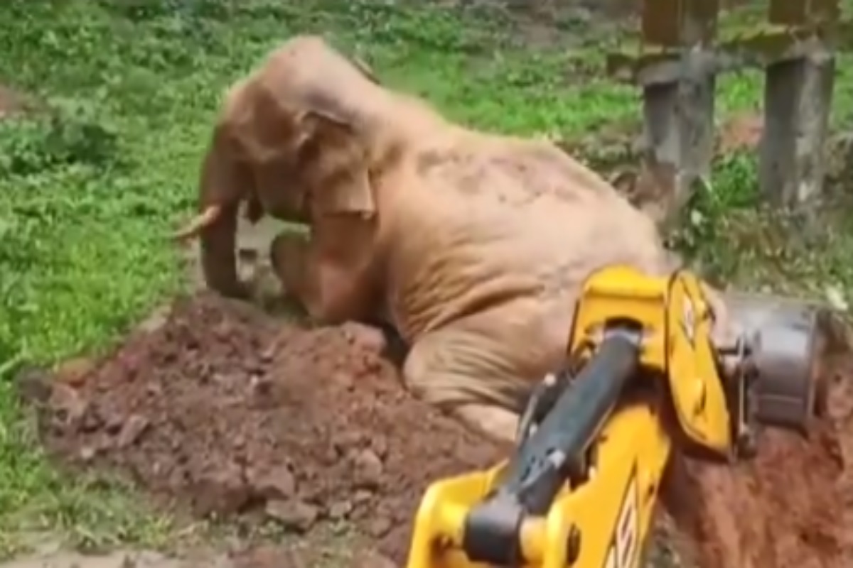 VIDEO : दलदलीत अडकलेल्या हत्तीची वनविभागानं केली सुटका, हत्तीनं अनोख्या पद्धतीनं मानले आभार