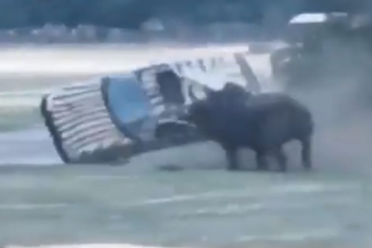 पाठलाग करणं चांगलंच पडलं भारी; गेंड्याने भयंकर रागात असं काही केलं...पाहा VIDEO