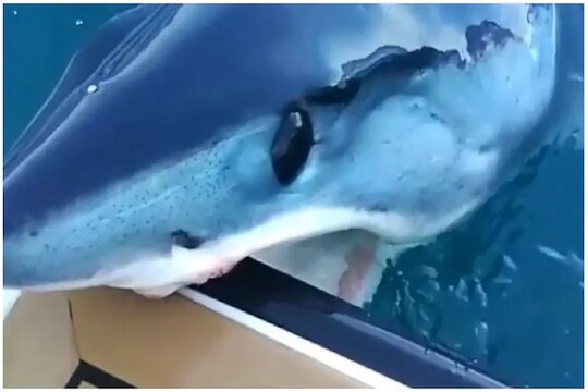 अरे बापरे! शार्कने बोटच जबड्यात धरली आणि...; पुढे काय झालं पाहा VIDEO