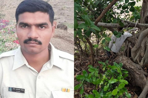 कमी वयात अनिल यांनी वन खात्यामध्ये चांगले काम केले होते. तसेच वनसंवर्धन यामध्ये त्यांची महत्त्वाची भूमिका असायची. 