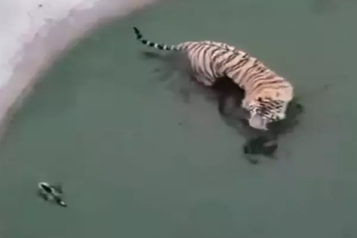 छोट्याशा बदकामुळे वाघाची चांगलीच दमछाक; नेमकं काय केलं पाहा VIDEO