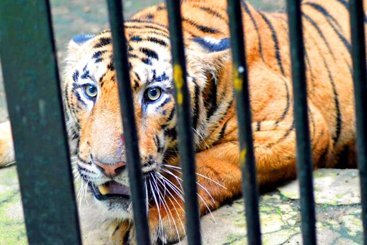 नागपुरातील 'जान' वाघिणीची कोरोना चाचणी, लक्षणं दिसल्याने प्रशासनानं तातडीने घेतला निर्णय