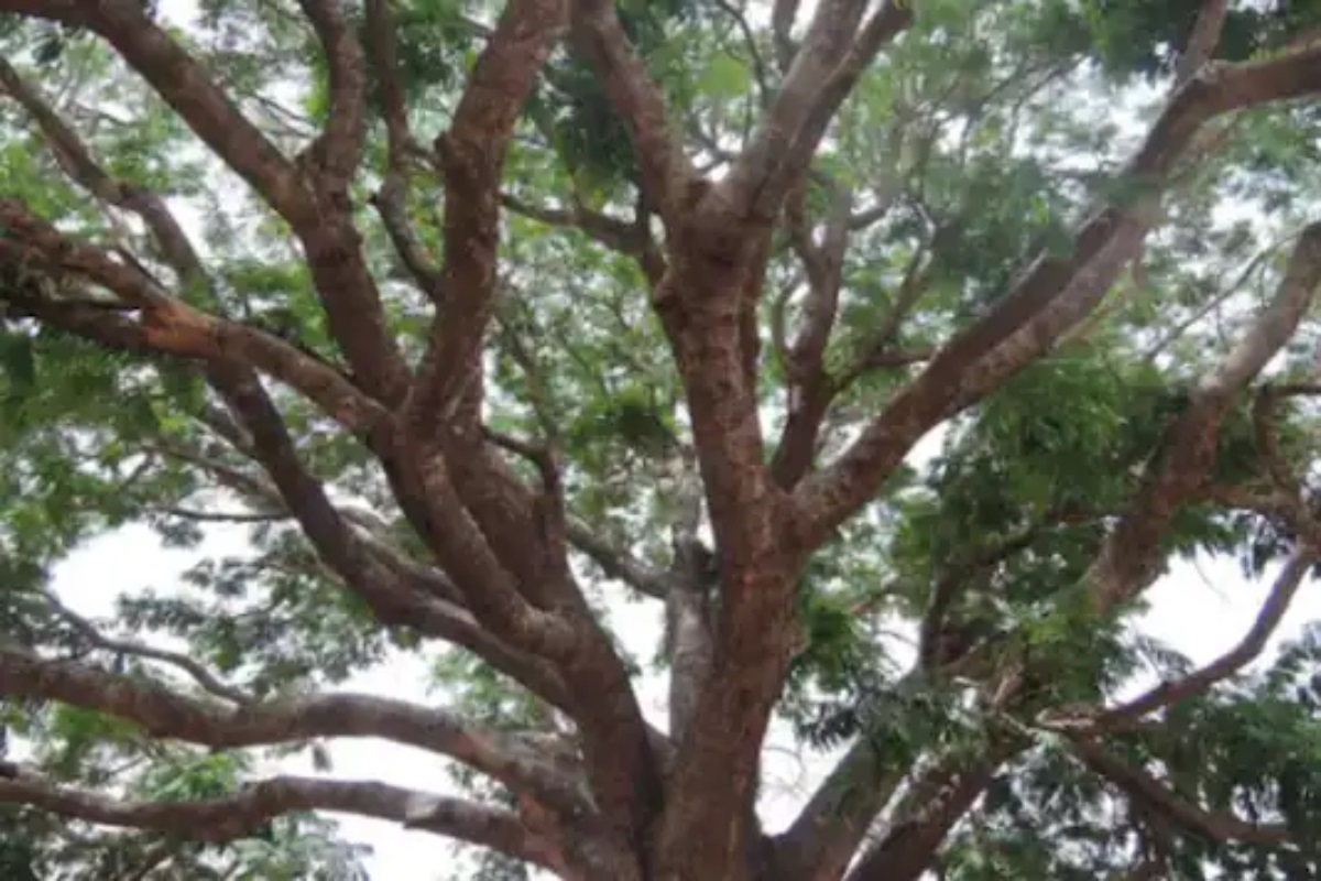 एका खोलीचं घर, गावातही जागा मिळेना; अकरा दिवस झाडावरच राहिला कोरोना रुग्ण