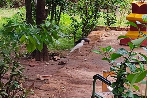 कोंबड्यांना खाणं घालत असताना काही कावळे तिथे आले. त्यात एक पांढरा पक्षी दिसला.