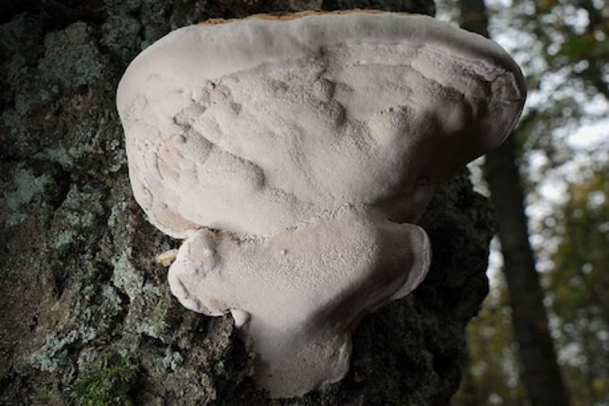 EXPLAINER : काय आहे व्हाईट फंगस? ब्लॅक फंगसपेक्षा अधिक धोकादायक का?