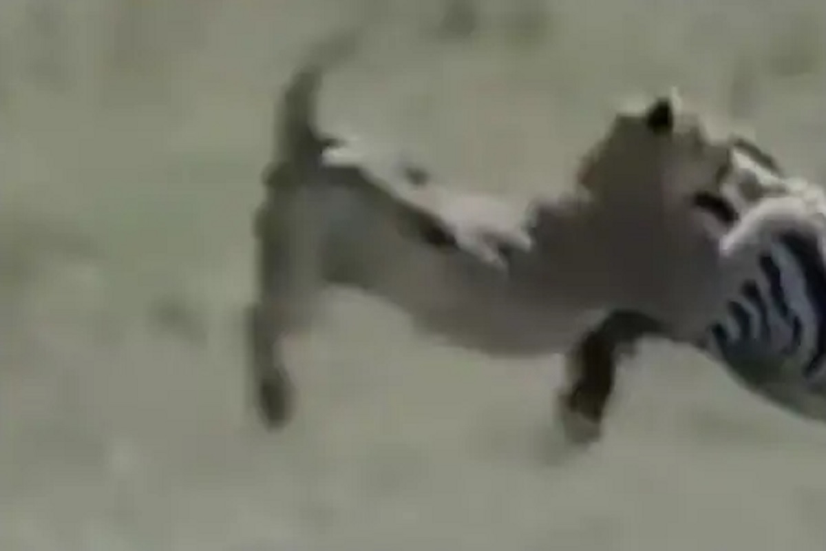 जंगलाचा राजा सिंहाला झेब्राची शिकार करणं पडलं भारी; पुढे असं काही झालं...पाहा VIDEO