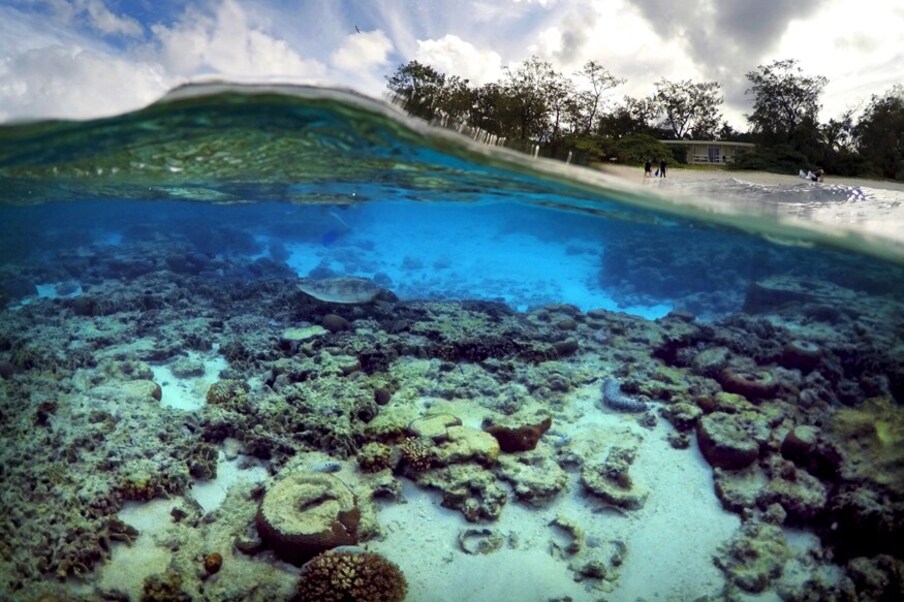 कोरल रिफ्स: जगभरातील पंचवीस टक्के प्रवाळ म्हणते Coral reef चं सागरी प्रदूषणामुळे झालेलं नुकसान सुधारणेच्या पलीकडे असल्याचं मानलं जातं. जवळजवळ 65 टक्के प्रवाळांच्या जाती गंभीर धोक्यात आहेत