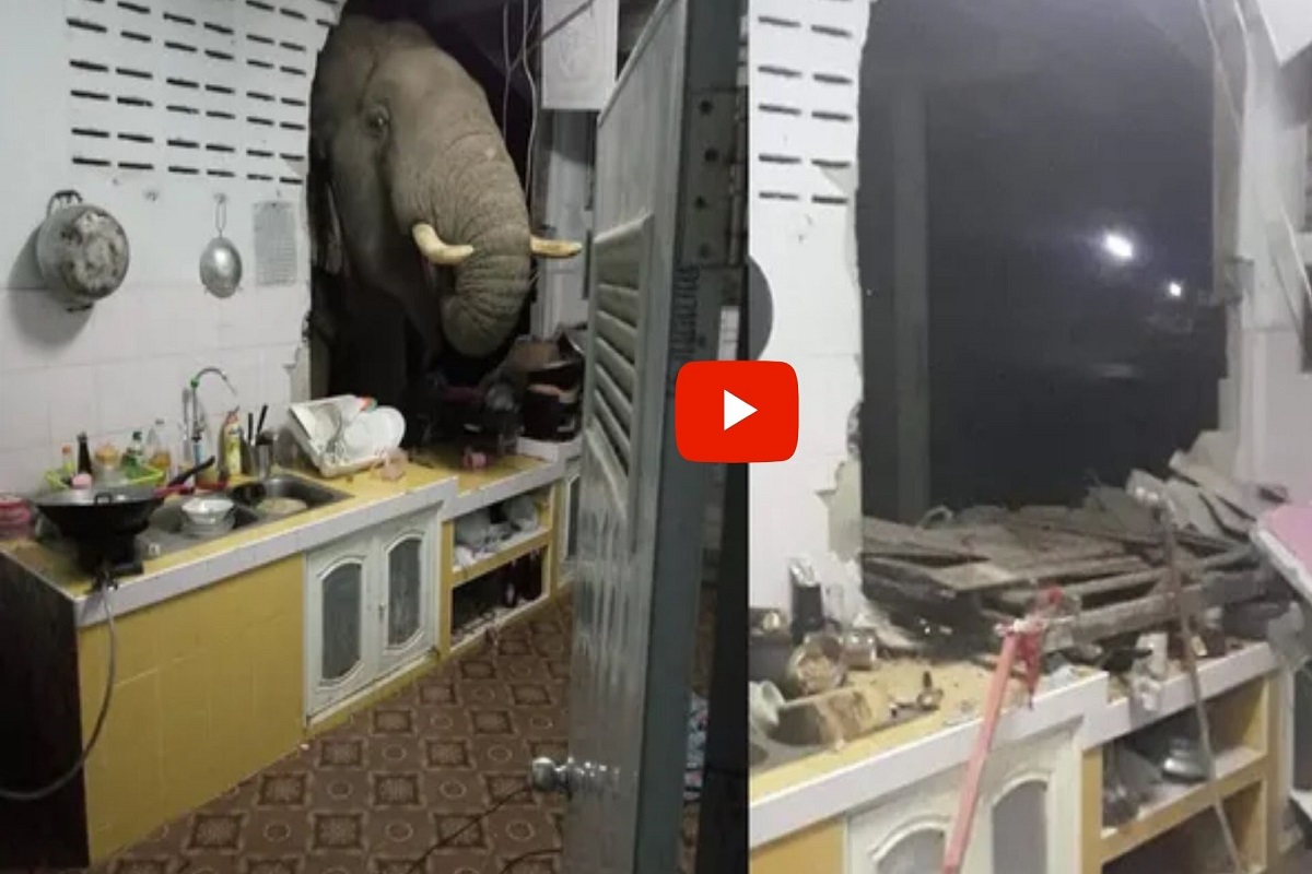 भुकेलेल्या हत्तीनं खाण्यासाठी तोडली किचनची भिंत, व्हिडिओ व्हायरल