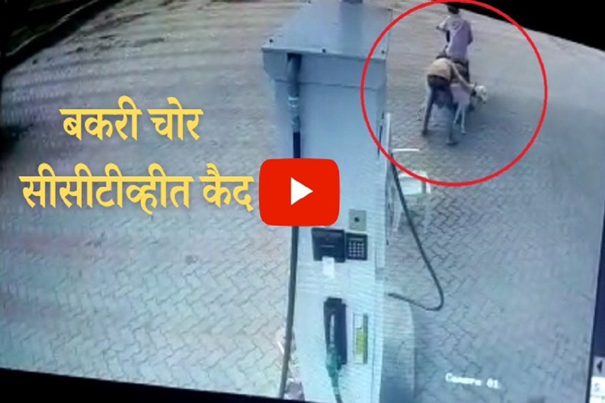 चोरट्यांनी गोठ्यातून बकरी पळवली; बकरीचोरी सीसीटीव्हीत कैद, VIDEO VIRAL