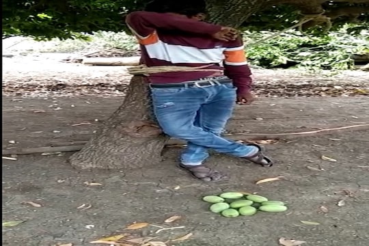 कैऱ्या तोडल्याच्या रागातून मुलाला झाडाला बांधले; अंगावर लघुशंका करत मारहाण, जळगावातील VIDEO VIRAL