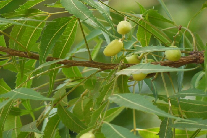 कडुलिंबाच्या पानांमध्ये इन्सुलिन रिसेप्टर सेन्सिटिव्हीटी वाढविण्याची, ब्लड सर्क्युलेशन चांगलं ठेवण्यासची क्षमता आहे. मधुमेहाच्या रुग्णांनी दररोज रिकाम्या पोटी कडुलिंबाच्या पानांचा रस प्यावा. 