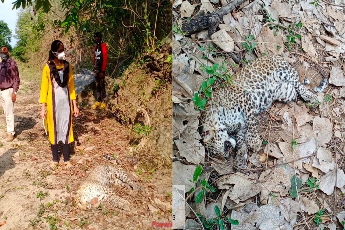 नागपुरात 4 वर्षांच्या मादी बिबट्यासह 4 महिन्याच्या पिल्लाचाही मृत्यू