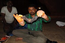 भारतातील वटवाघळांमधला निपाह व्हायरस रोग पसरवत नाही, संशोधनातून नवी माहिती उघड भारतातील वटवाघळांमधला निपाह व्हायरस रोग पसरवत नाही, संशोधनातून नवी माहिती उघड