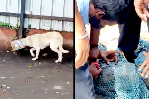 Viral - रस्त्यारवर फिरणाऱ्या कुत्र्याचं तोंड प्लास्टिकच्या डब्यात अडकलं. अग्निशमन दलाच्या जवानांनी त्याला सोडवलं. त्यानंतर याचा व्हिडिओ व्हायरल होत आहे. 