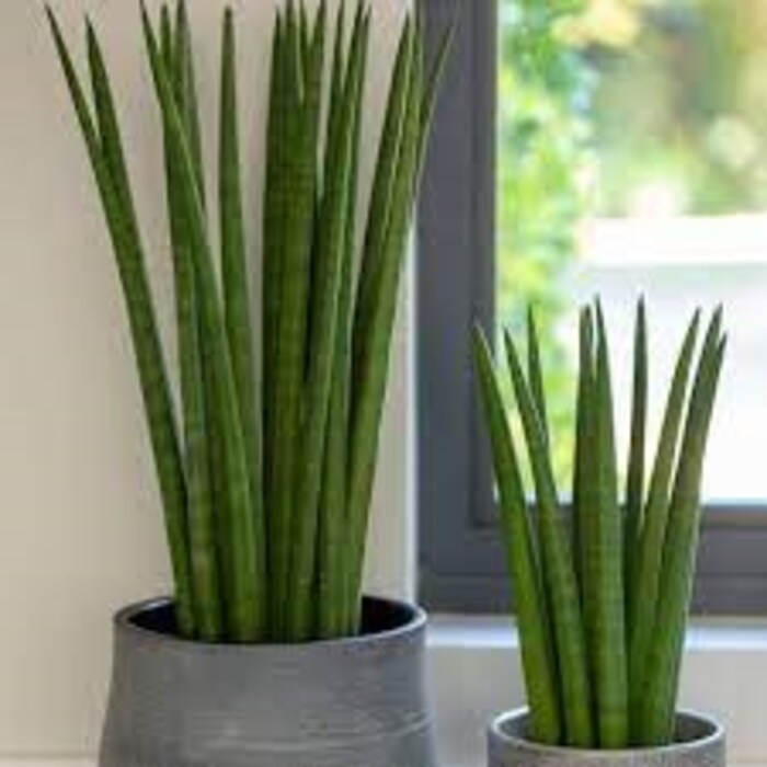 सान्सेवीरिया (Sansevieria) या इंडोअर प्लॅन्टला स्नेक प्लॅन्ट किंवा मदर एन लॉज टंग देखील म्हटलं जातं. हे झाड 24 तास ऑक्सिजन देत. त्यामुळे अगदी बेडरूममध्ये सुद्धा तुम्ही हे रोप ठेवू शकता. शिवाय कमी पाणी आणि खूप कमी सूर्यप्रकाशामध्ये हे जगतं.