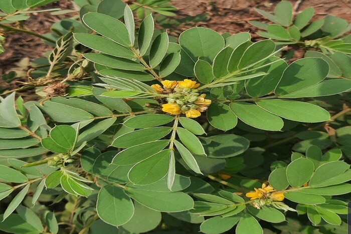 टाकळा-टाकळ्याची भाजी उष्ण असते. त्यामुळे वात आणि कफदोष कमी होतो.तुरट चवीची ही भाजी मेथीच्या भाजी प्रमाणे बनवता येते. या भाजीने पोट साफ होतं शिवाय त्वचारोग होण्याचा धोका कमी असतो.