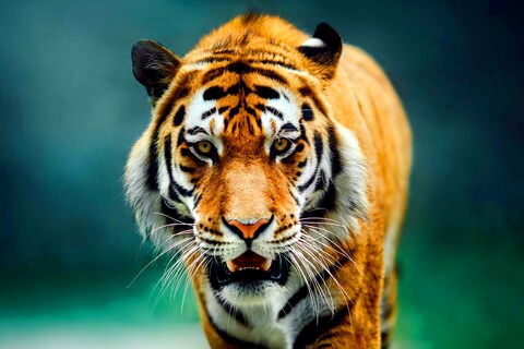 Tiger Killer in arrest बांगलादेशमध्ये 2004 मध्ये 440 वाघ होते. 2015 मध्ये ती संख्या 106 वर आली. नंतर सरकारी प्रयत्न केल्यानंतर 2019 मध्ये हा आकडा वाढून 114 झाला होता. 