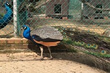 मोर पाहण्यासाठी गेलेल्या मुलासोबत घडलं भलतंच; थेट रुग्णालयात करावं लागलं दाखल